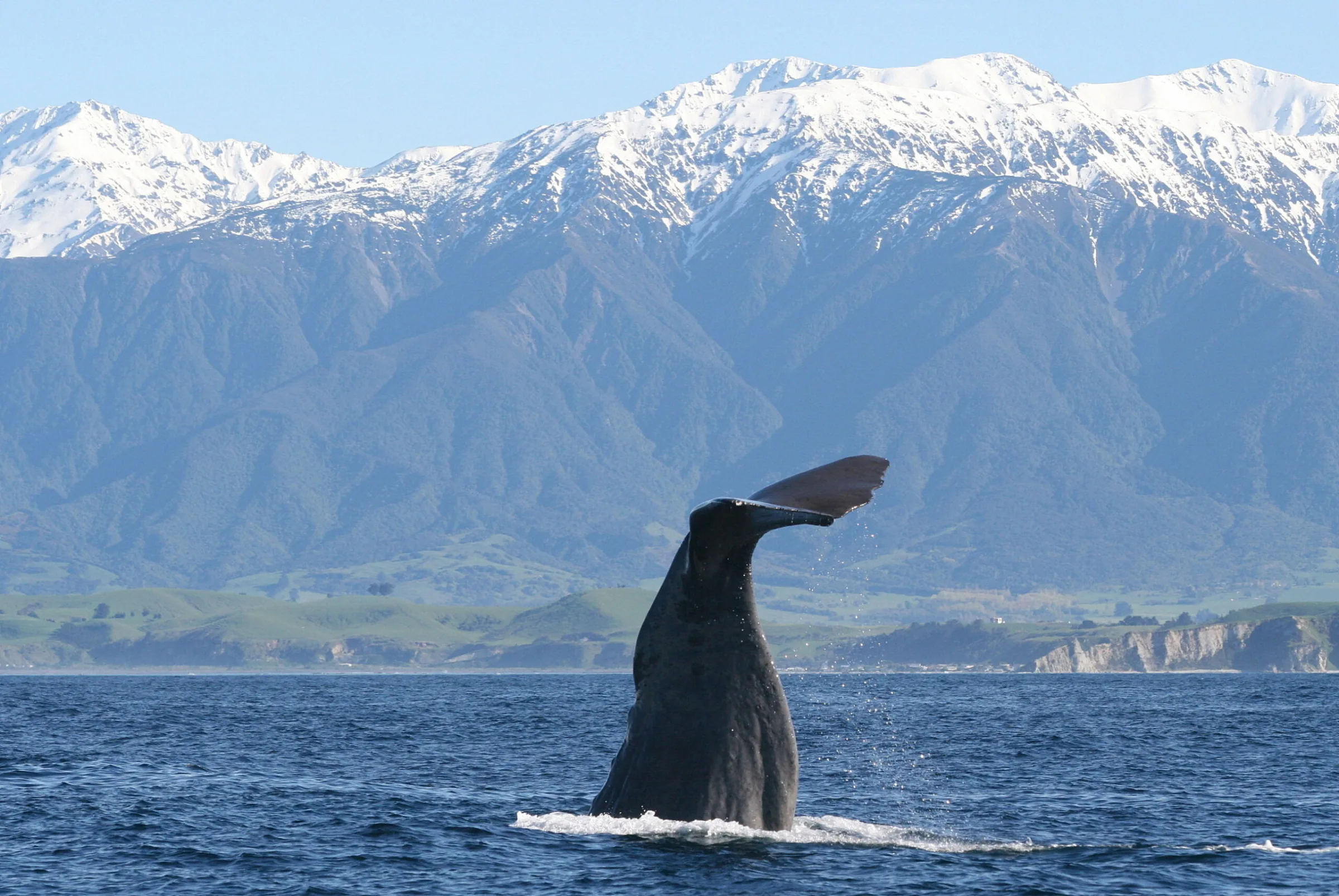 Whale Watch
